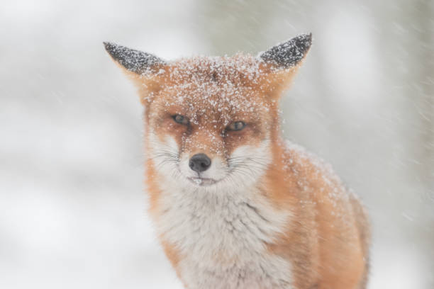 istock Red fox in the snowy world with freshly fallen snow. 1303836725