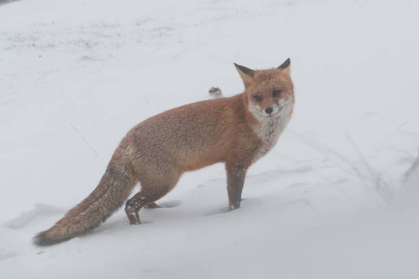 istock Red fox in the snowy world with freshly fallen snow. 1303836748