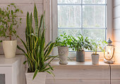Group of houseplant on white wooden windowsill in a Scandinavian-style room. Home decoration lifestyle