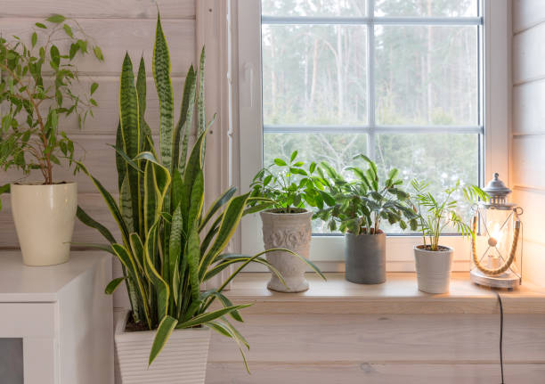 Group of houseplant on white wooden windowsill in a Scandinavian-style room. Home decoration lifestyle Group of houseplant on white wooden windowsill and near a window in a Scandinavian-style room. Home decoration lifestyle sanseveria trifasciata stock pictures, royalty-free photos & images