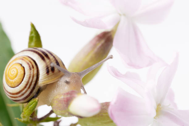 istock Snail on pink delicate flower close up, studio photo 1303837098
