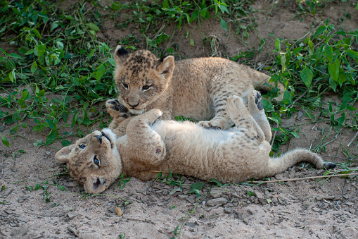 2 Lion cubs seen playing with each other on a safari in South Africa
