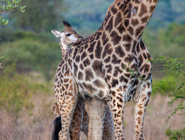 istock Young Giraffe hiding behind Mother 1303840005