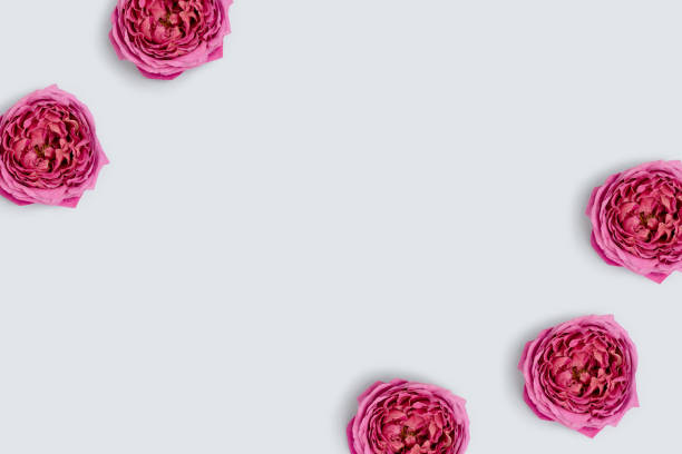 istock Pink rose flowers scattered on a blue pastel background. 1303840974
