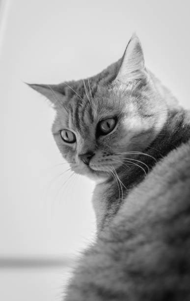istock british cat indoor portrait at daylight 1303841191