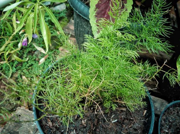 istock Ornamental plant that has thin leaves 1303841242