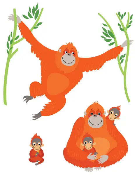 Vector illustration of Family of orangutans. Vector illustration