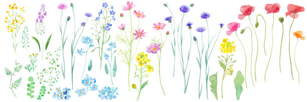 봄필드에 피는 다양한 꽃의 수채화 일러스트. 수채화 추적 벡터. - flower blooming spring temperate flower stock illustrations