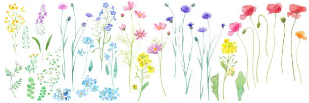 Vector illustration of Watercolor illustrations of various flowers blooming in the spring field. Watercolor trace vector.