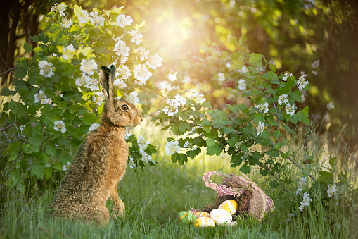 Easter Easter bunny stands on hind legs in front of an Easter basket in the meadow with a bush and backlight