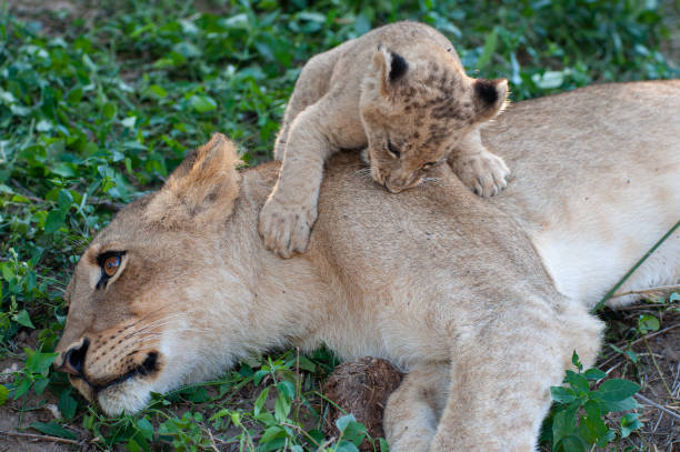 istock Lion cub and older Sister 1303842177
