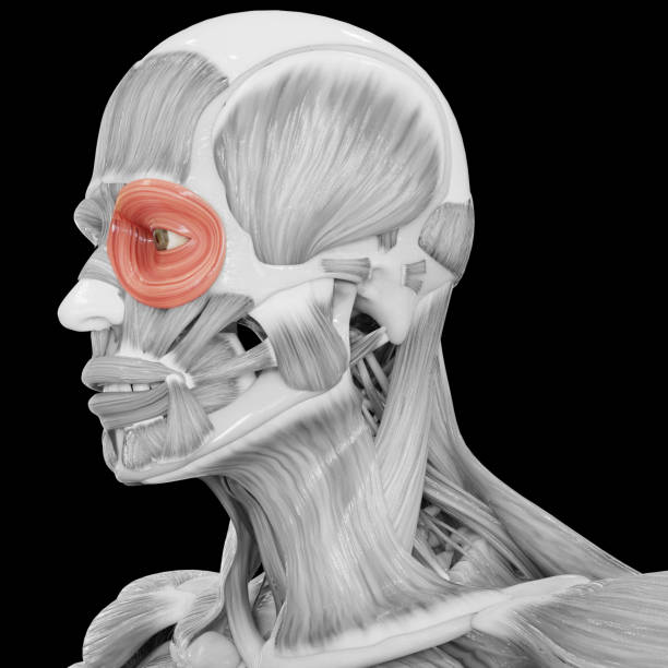 Sistema Muscular Del Cuerpo Humano Músculos De La Cabeza Orbicularis Oculi  Anatomía Muscular Foto de stock y más banco de imágenes de Abdomen - iStock