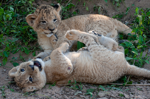 2 Lion cubs seen playing with each other on a safari in South Africa