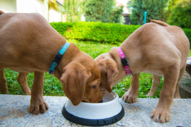istock Two puppies drinking a water 1303842988