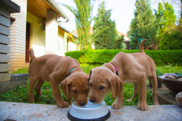 istock Two puppies drinking a water 1303843001