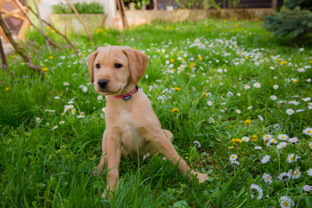 istock Puppy sitting down on the grass 1303843532
