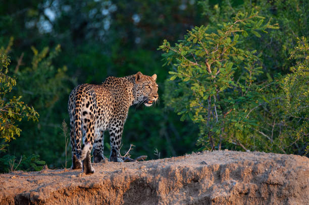 Wild Leopard stock photo