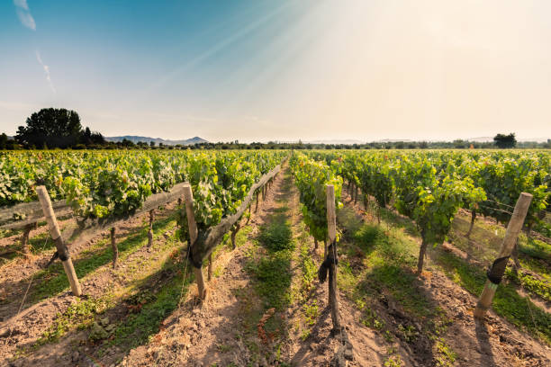 Vine crops at a vineyard at Colchagua valley