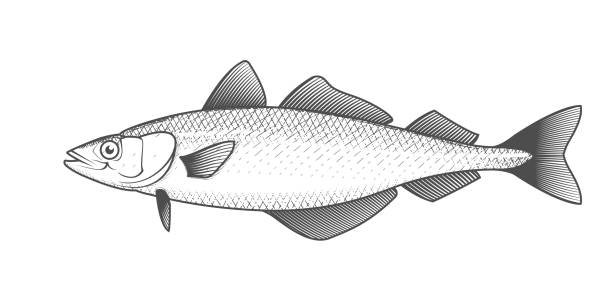 ilustrações de stock, clip art, desenhos animados e ícones de alaska pollack sketch, hand drawn fish, pollock seafood menu, fish in engraved style, vector - pollock trawler