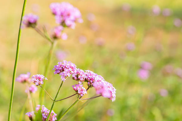 Violet flower background, field of purple verbena, plants in Verbenaceae family, small petals and green leaves, selective focus point, with space for text.