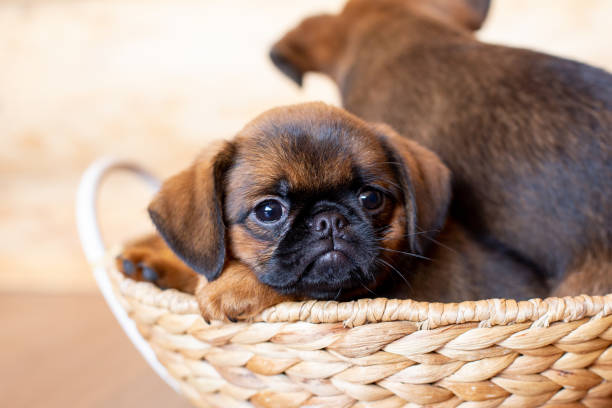 Close-up portrait of brown cute Brussels griffon puppy lying in a wicker basket on a wooden background. Close-up portrait of brown cute Brussels griffon puppy lying in a wicker basket on a wooden background. Smousje, Belgian Griffon, Petit Brabancon. Postcard with a little doggy with copy space. brussels griffon dog lying down stock pictures, royalty-free photos & images