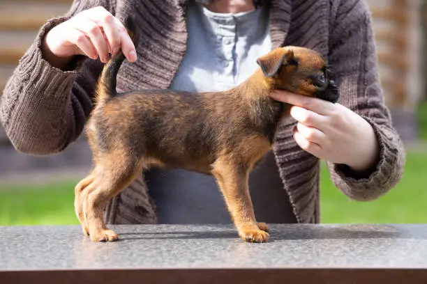 A Brussels Griffin puppy stands sideways in a rack on a table. Pet owner, breeder. Dog training concept, preparation for a dog show. Smousje; Belgian Griffon; Petit Brabancon.