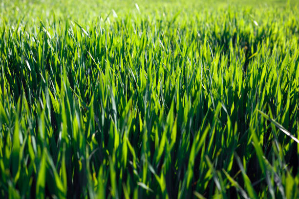 istock natural background. fresh green grass in the meadow
