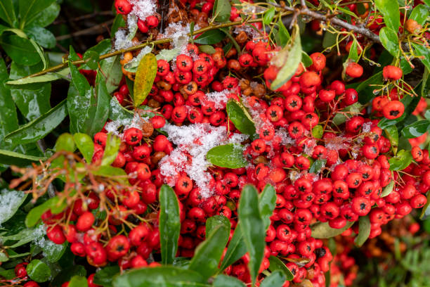 istock Red berries on a Cotoneaster plant in winter 1303849962