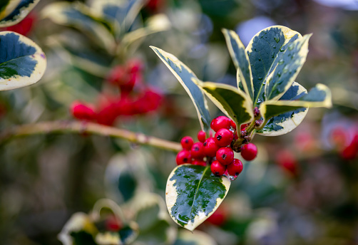 Red berries with melting snow from a snow shower on a Holly bush in winter.