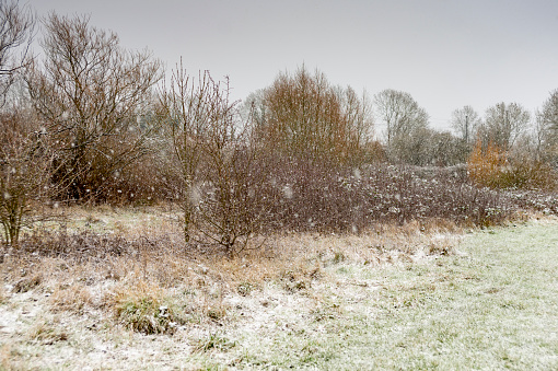 Moorland bushes in a snow shower near Stukeley Meadows, Huntingdon, Cambridgeshire, UK.