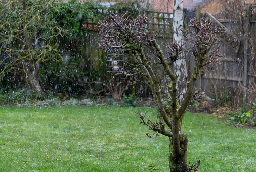 Snow falling on fruit trees in an English garden in winter.