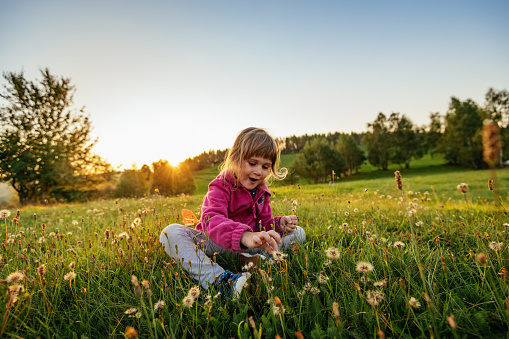 Adorable cute little preschool girl on a dandelion flower on the nature in the summer. Happy healthy beautiful toddler child with flowers, having fun. Bright sunset light, active kid