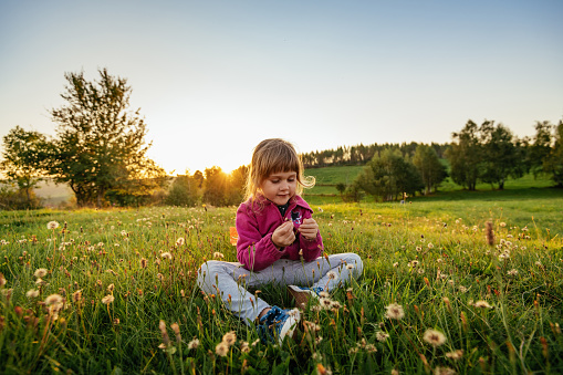 Close up photo of toddler girl lying on front on yellow wildflowers and holding a dandelion. Selective focus on model. Shot with a full frame mirrorless camera.