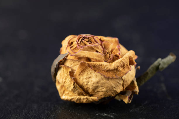 istock Dried rose flower on a black background 1303851637