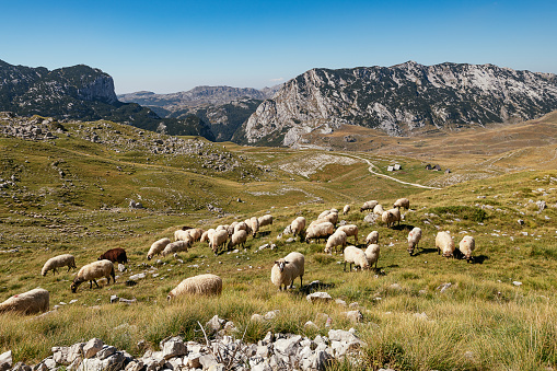 A herd of grazing sheep on a meadow in the foreground of a landscape with mountains. The Orava region of Slovakia, Europe.