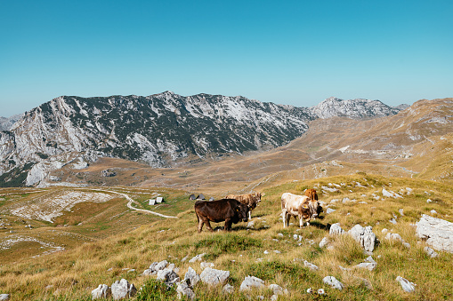 Beautiful nature in mountains with cows grazing in the fields