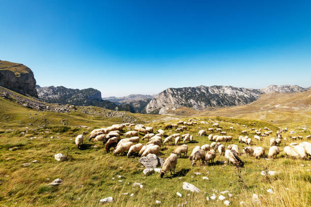 Beautiful nature in mountains