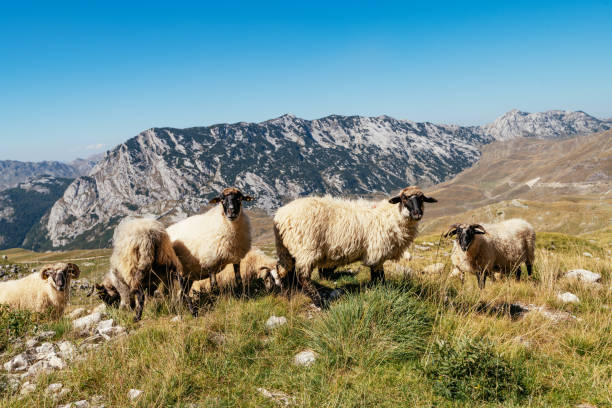 Grub of sheep grazing at the green field with a donkey towards the cloudy mountain in Turkey.