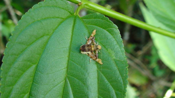 istock insect hope (nymph) - tettigoniidae 1303852356