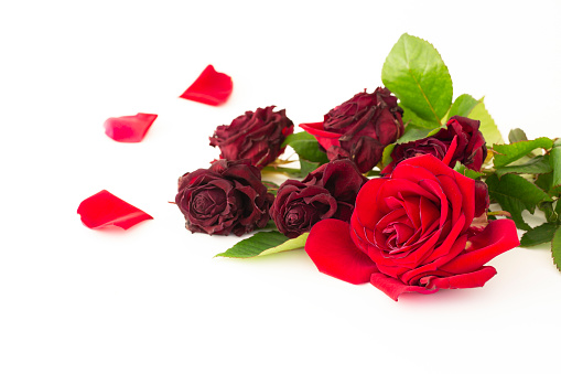 close-up of faded red roses on white background