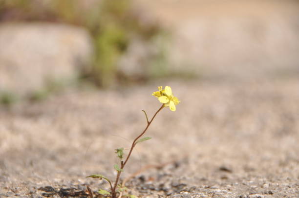 istock Flower on the road 1303853748
