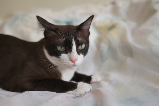 Kucing Kucing Cokelat Coklat Dengan Topeng Putih Sedang Melihat Sesuatu