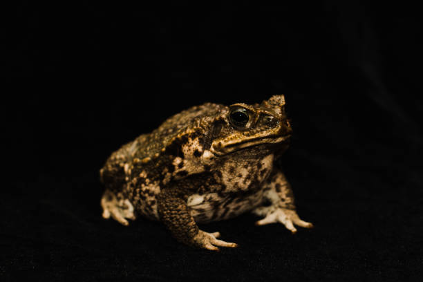 toad stock photo
