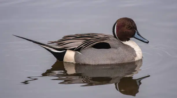 Photo of Overcast Day with a Pintail Duck