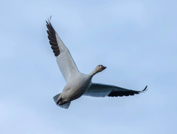 istock Black Tipped White Goose Wings 1303854184