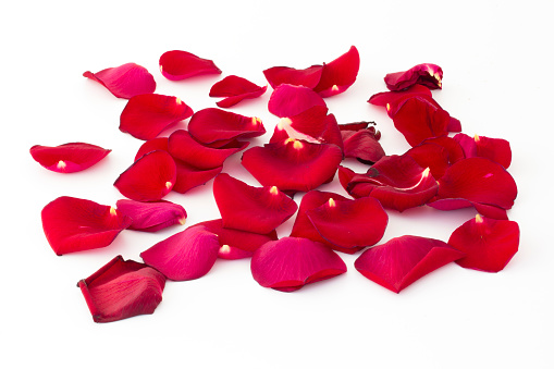 close-up of red rose petals on white