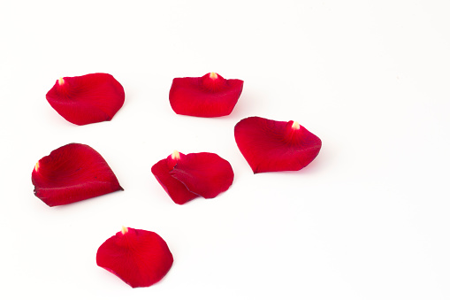 close-up of red rose petals on white background