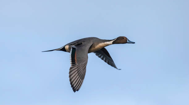 Blue Sky and Pintail Duck stock photo