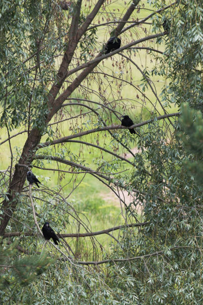 Rooks are just sitting in a tree stock photo