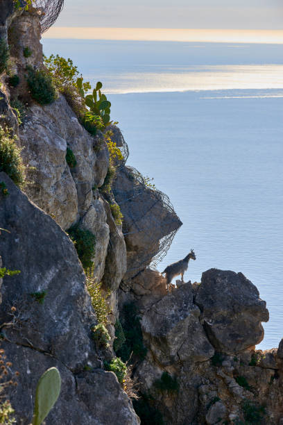 istock a lonely goat on the rocks 1303855266